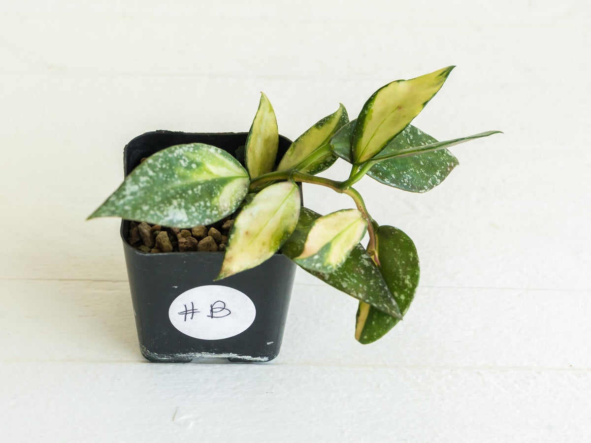 Hoya nabawanensis (Half Reverted - Inner Variegated) | 2-Inch