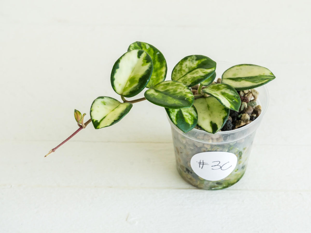 Hoya 'Mathilde' (Inner Variegated) | 2-Inch