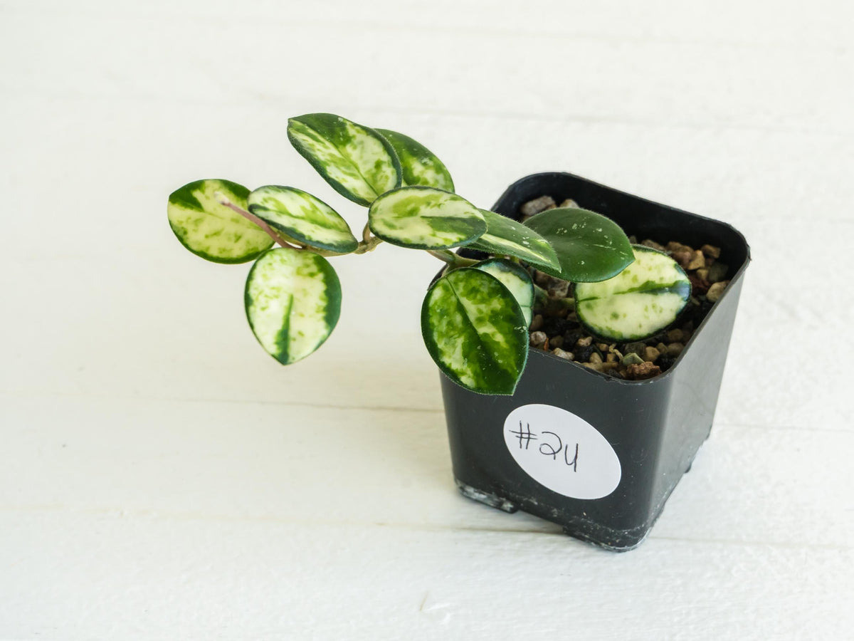 Hoya 'Mathilde' (Inner Variegated) | 2-Inch