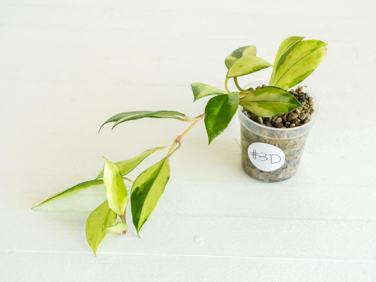 Hoya walliniana (Inner Variegated) | 2-Inch