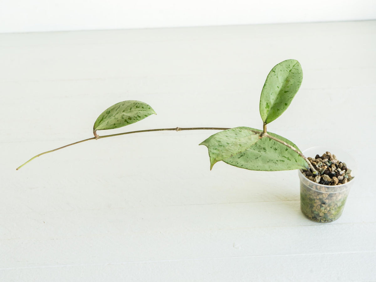 Hoya 'Snowman' | 2-Inch