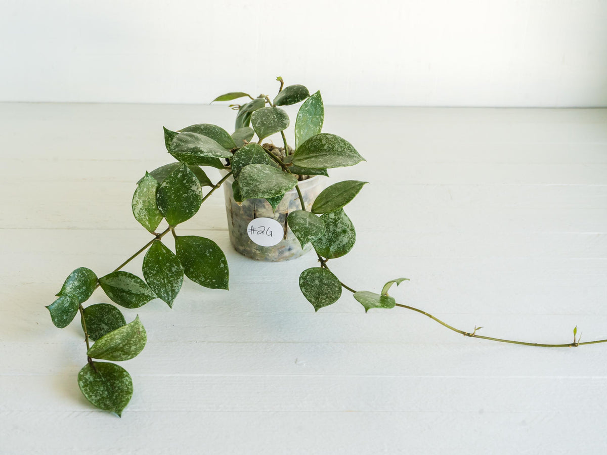 Hoya walliniana (Splash) | 3-Inch