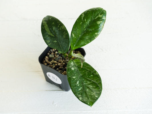 Hoya Lai Chau Splash | 2-Inch