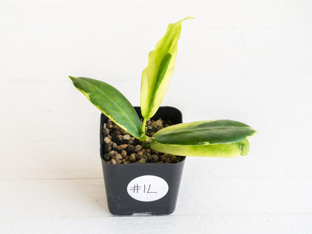 Hoya pimenteliana (Albo / Outer Variegated) | 2-Inch