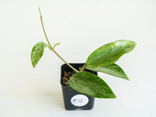 Hoya 'Rime' (Splash) | 2-Inch
