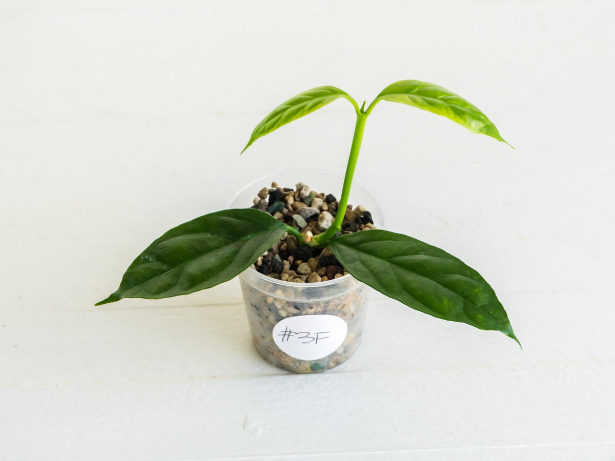 Hoya decipulae (Outer Variegated) | 2-Inch