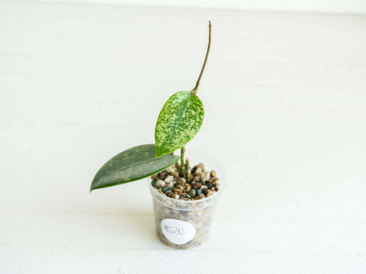 Hoya verticillata (EPC-997) | 2-Inch