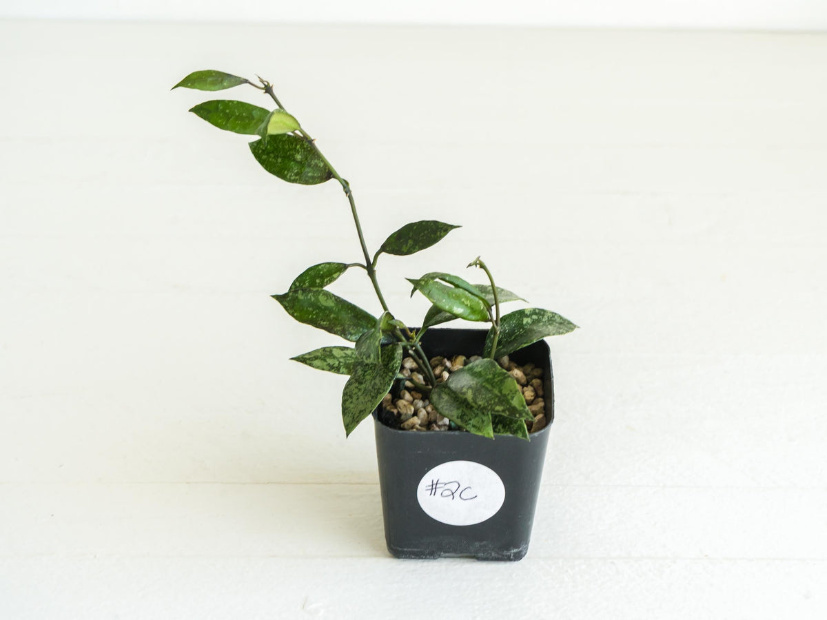 Hoya lacunosa ‘Royal Flush’ | 2-Inch
