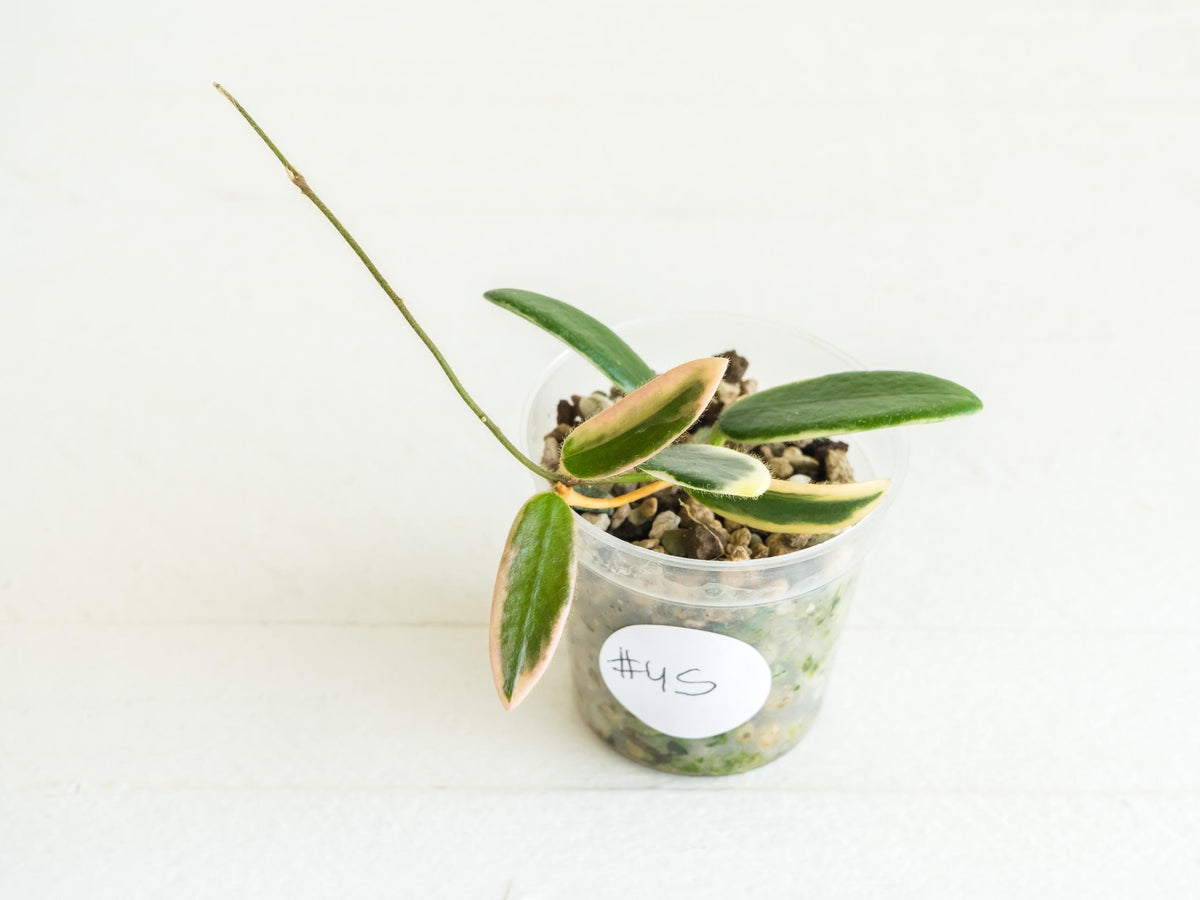 Hoya lyi 'Prism' (Pink Flower) | 2-Inch