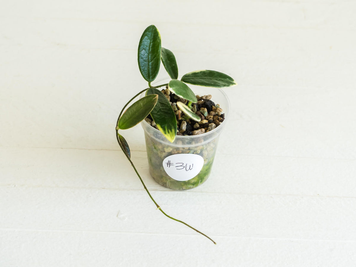 Hoya lyi 'Prism' (Pink Flower) | 2-Inch