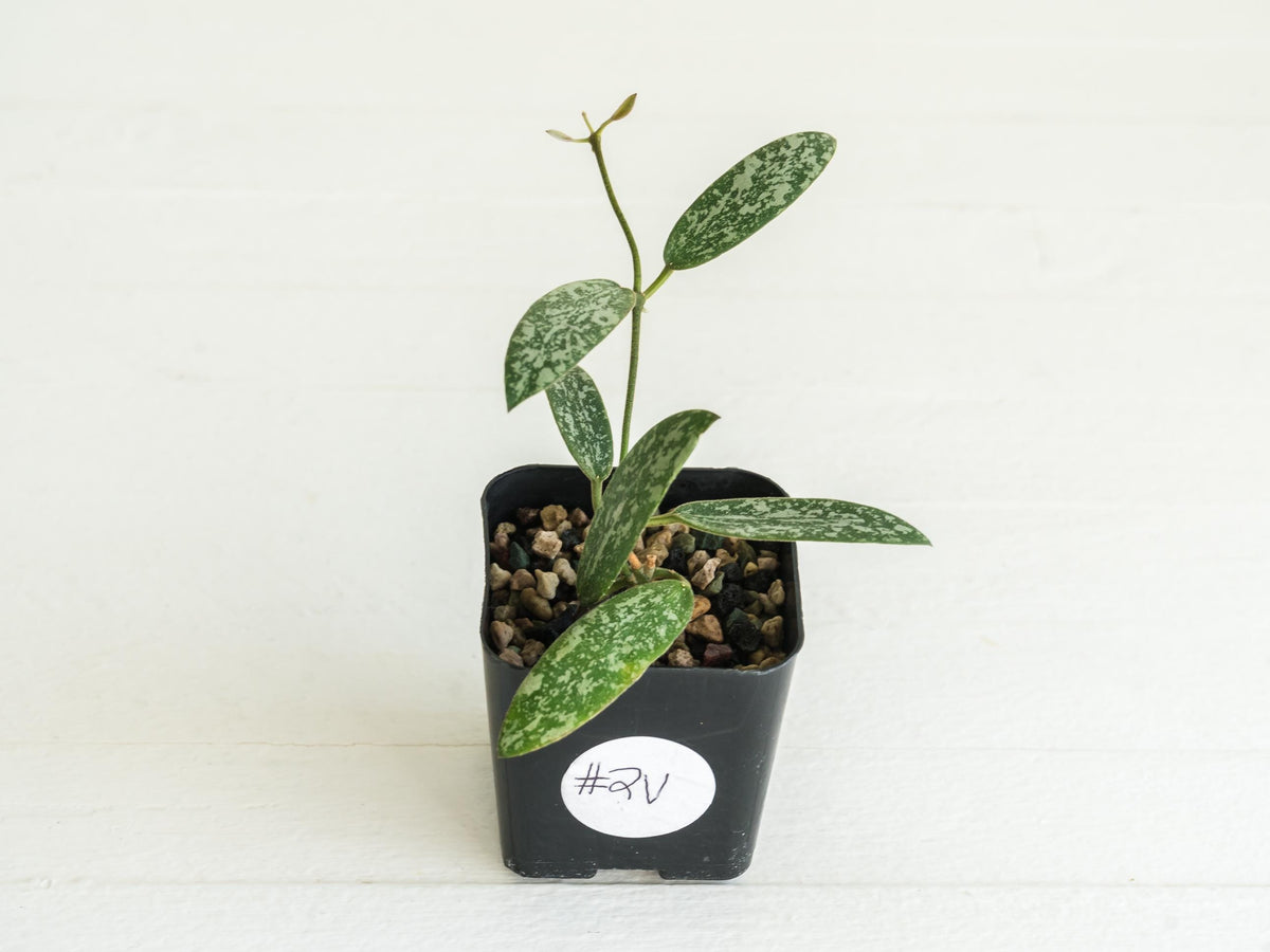 Hoya sigillatis 'Round Leaf' aka sigillatis (Silver) AH001 aka Borneo | 2-Inch
