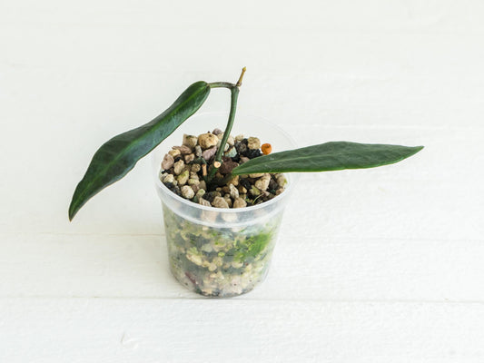 Hoya pulchra | 2-Inch