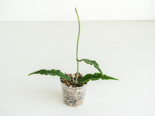 Hoya sp. (Blang Beke Z3) | 2-Inch | Exact Plant | Free Live Arrival Guarantee