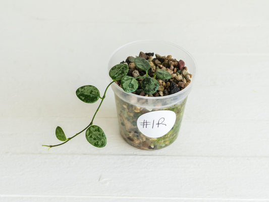 Hoya serpens (Silver) | 2-Inch