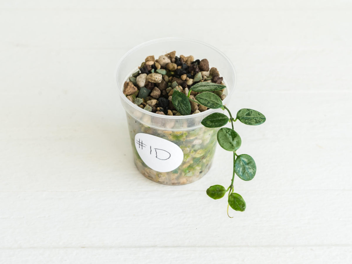 Hoya serpens (Splash) | 2-Inch