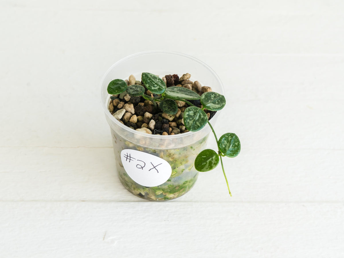 Hoya serpens (Splash) | 2-Inch