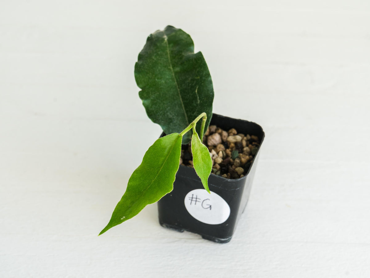 Hoya versteegii | 2-Inch