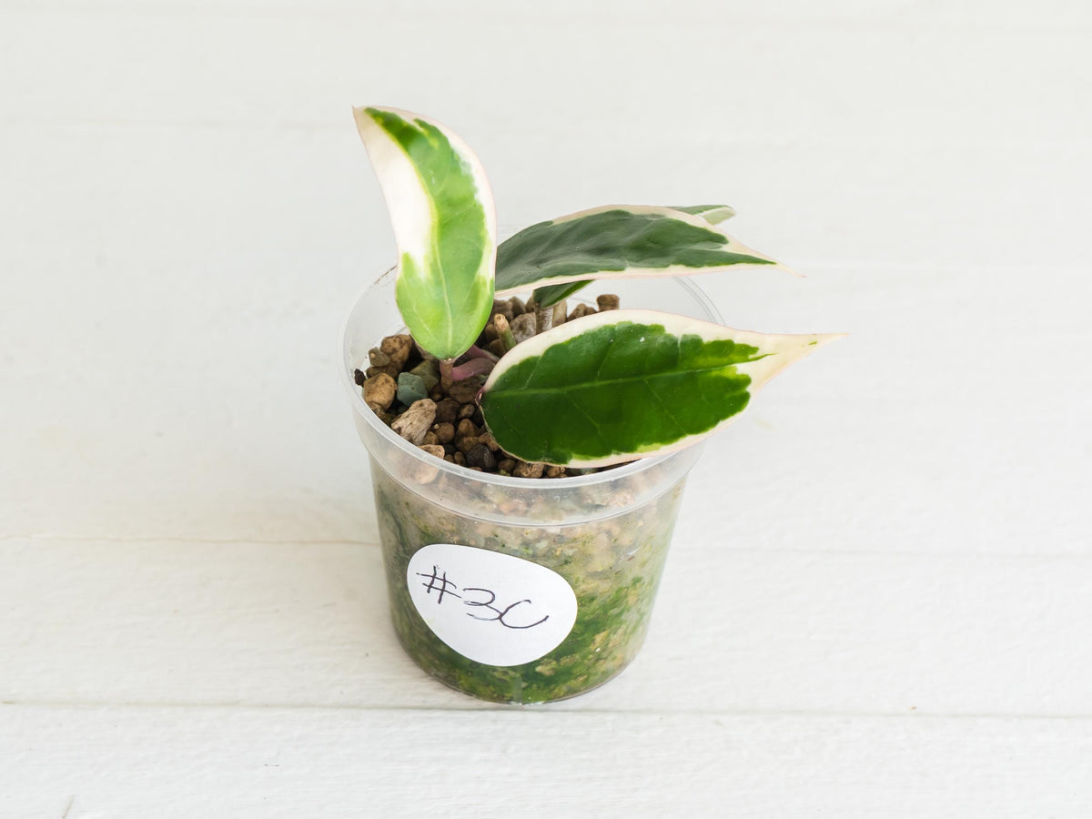 Hoya panglai (Outer Variegated/Albo) | 2-Inch