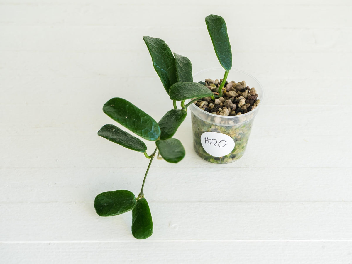 Hoya rotundiflora | 2-Inch