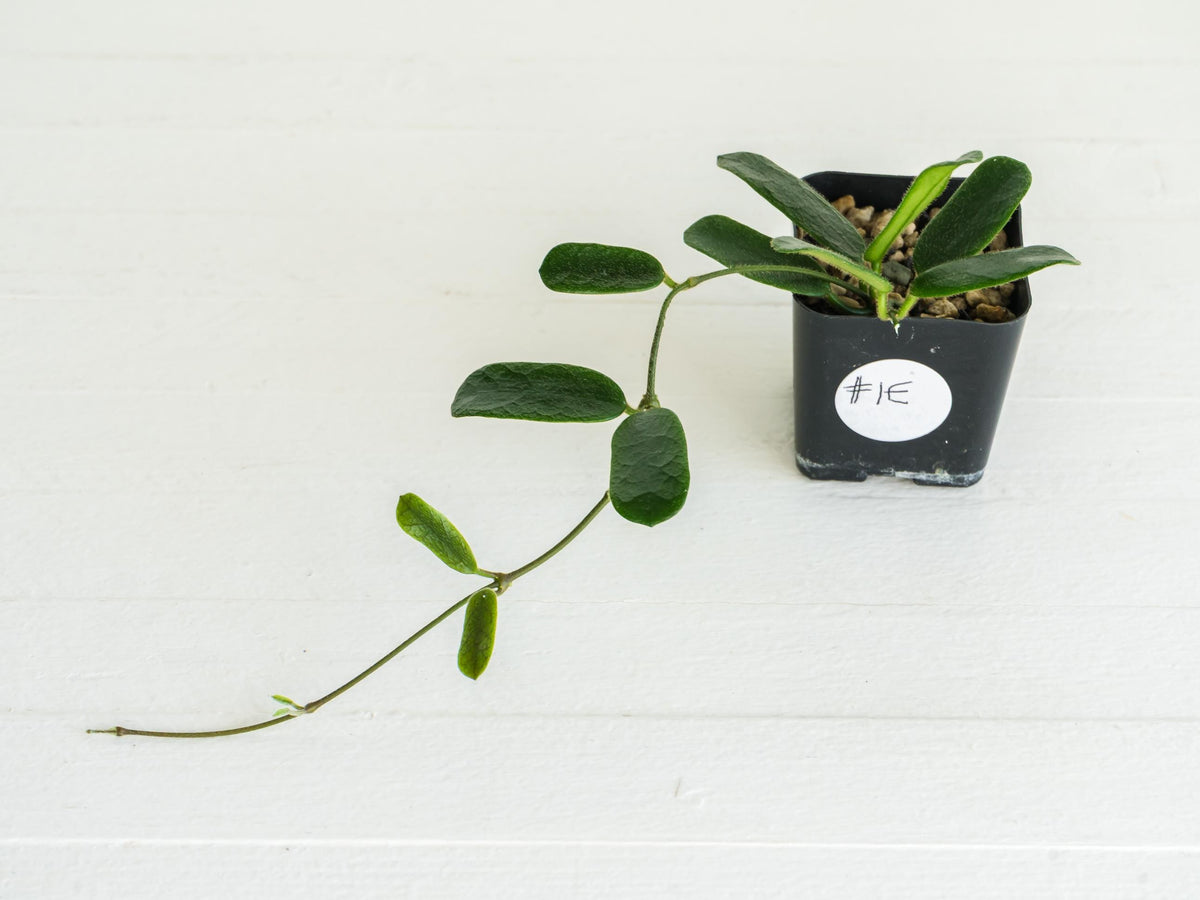 Hoya rotundiflora | 2-Inch