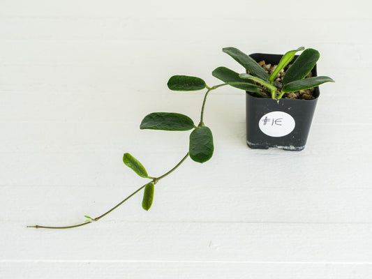 Hoya rotundiflora | 2-Inch