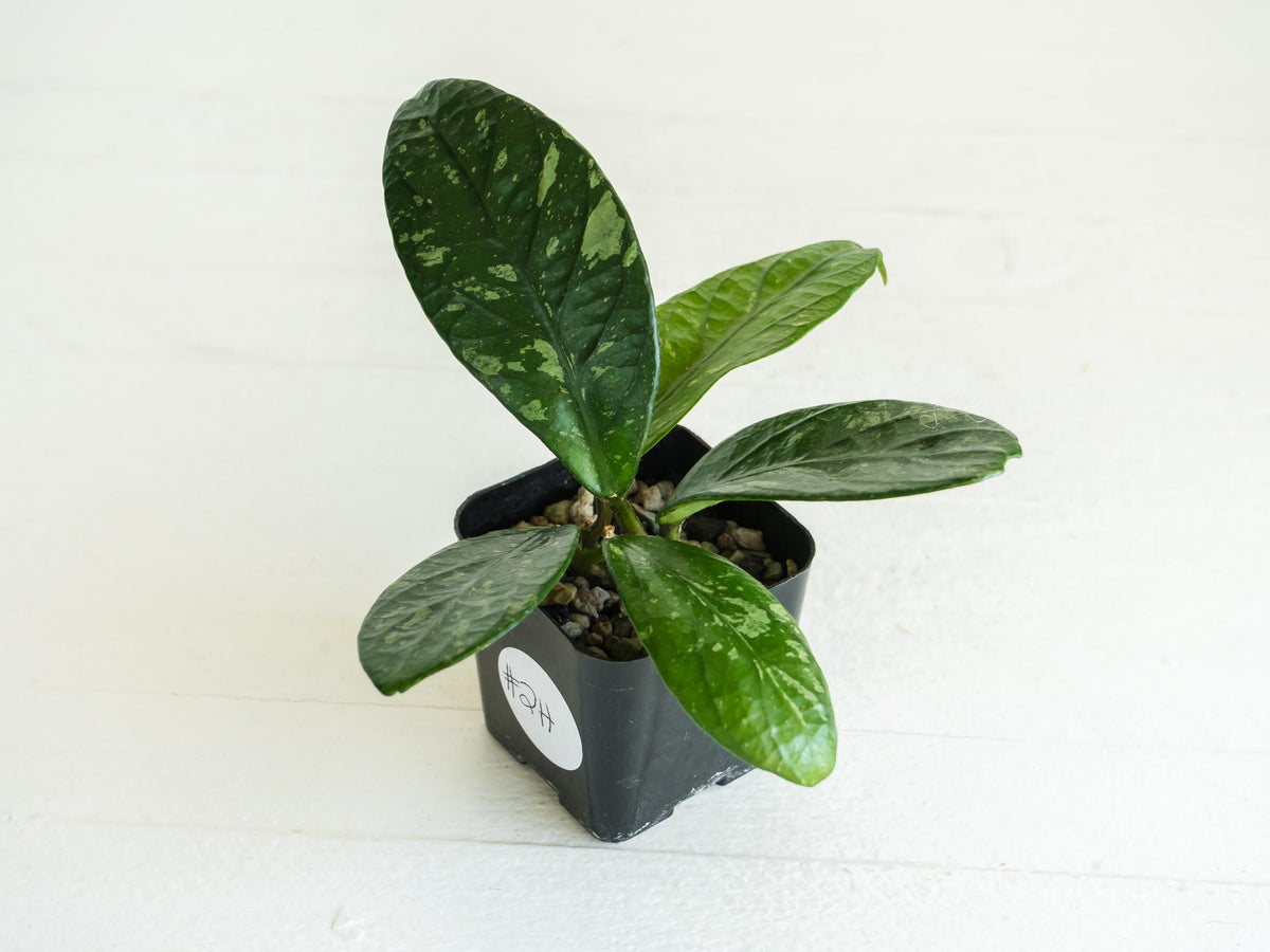 Hoya Lai Chau Splash | 2-Inch