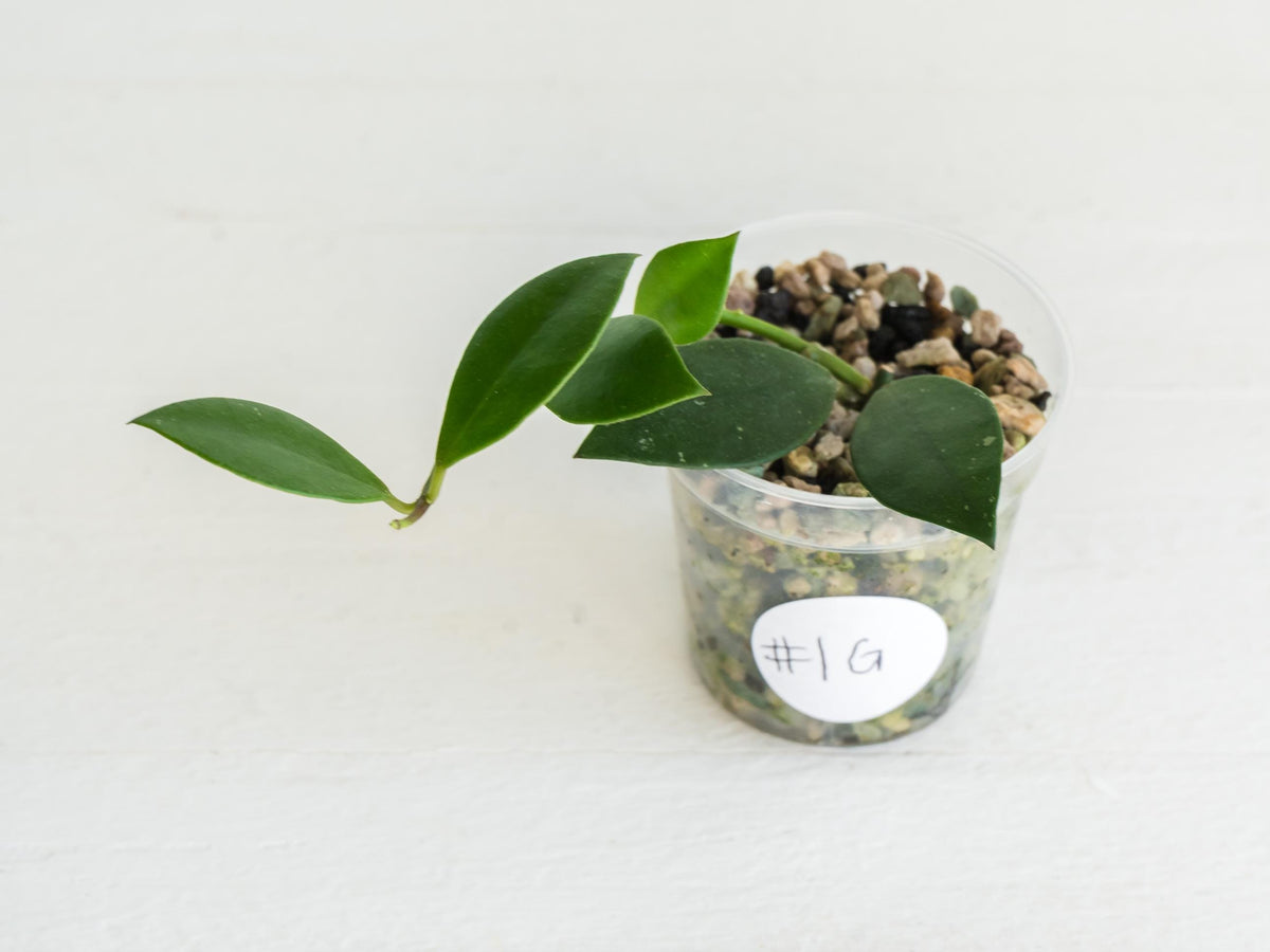 Hoya sipitangensis | 2-Inch