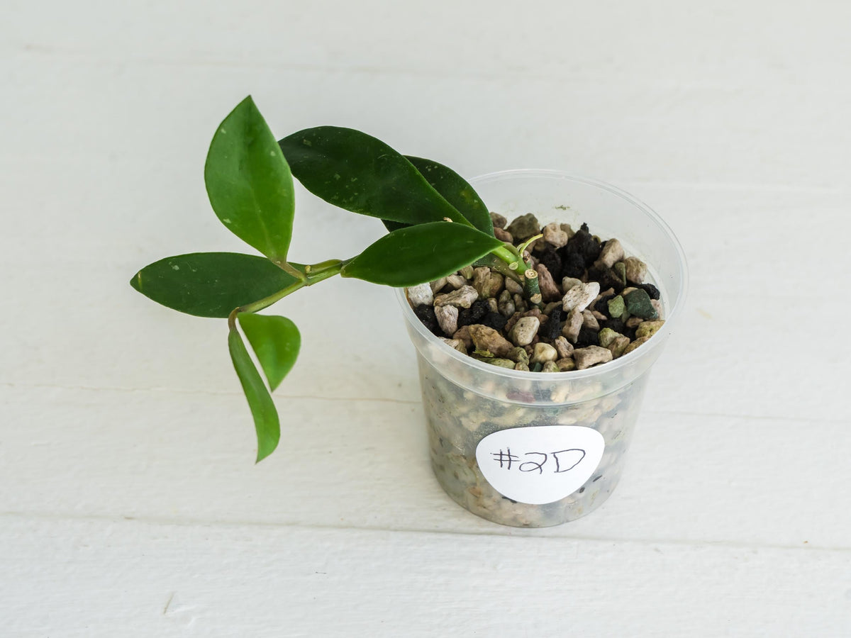 Hoya sipitangensis | 2-Inch