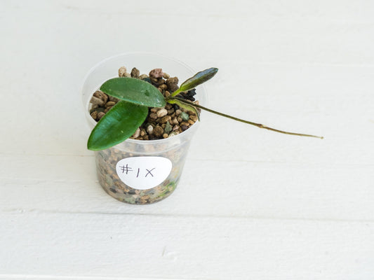 Hoya lyi | 2-Inch