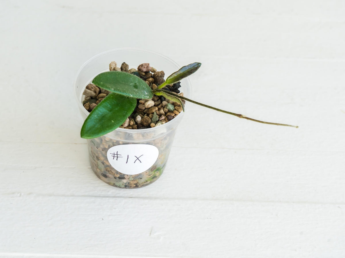 Hoya lyi | 2-Inch