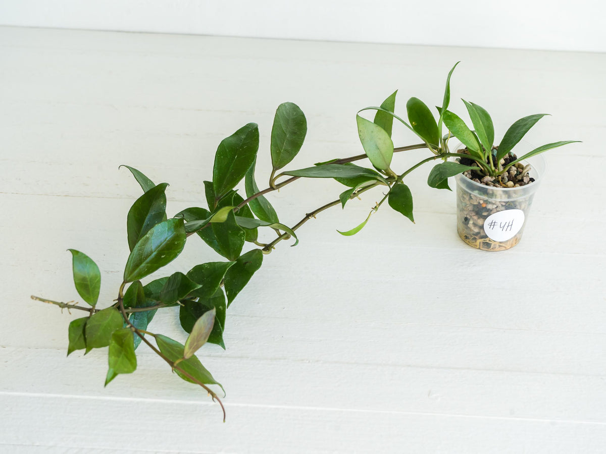 Hoya 'Rebecca' | 2-Inch