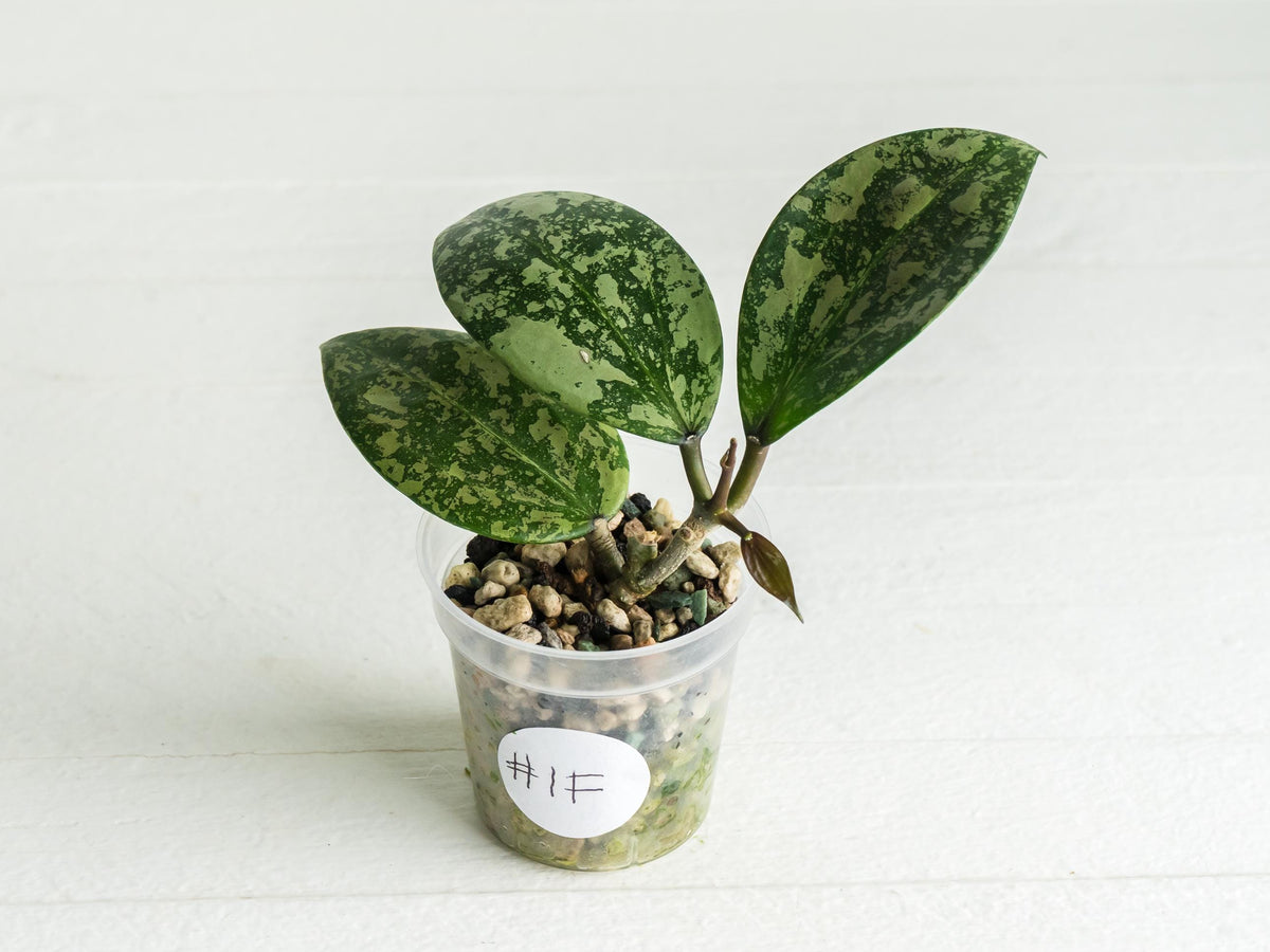 Hoya 'Wibergiae Round Leaf' (DMW-001-C) [verticillata (ex. wibergiea) x unknown] | 2-Inch