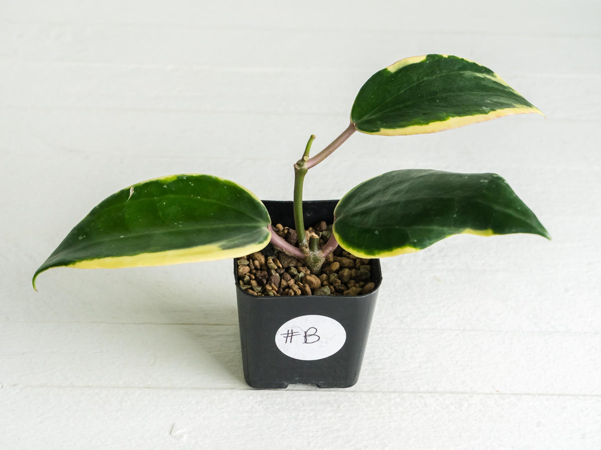 Hoya latifolia (Round Leaf, Albo) | 2-Inch