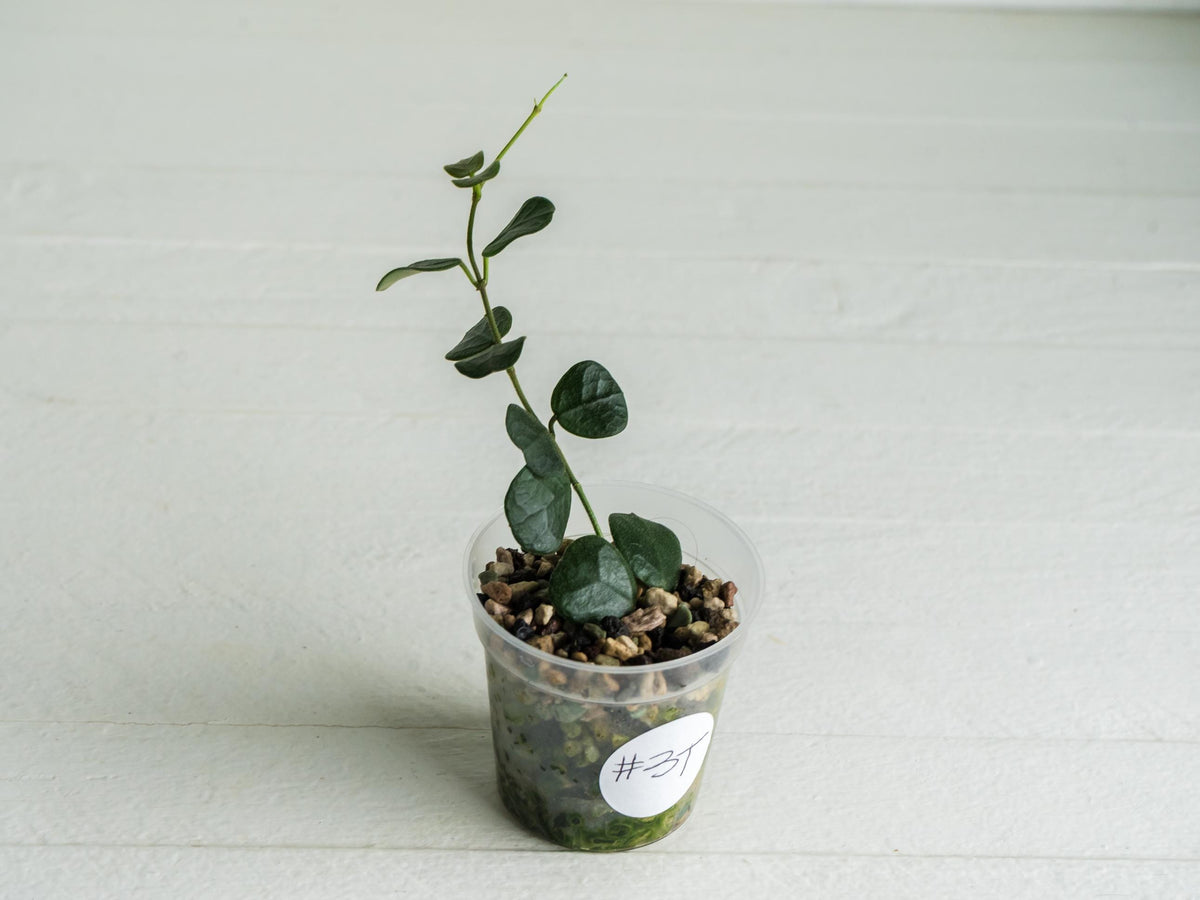 Hoya obcordata (aka nummularia) | 2-Inch