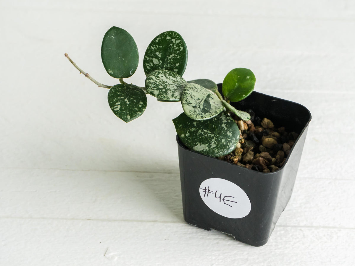 Hoya 'Mathilde' (Splash) | 2-Inch
