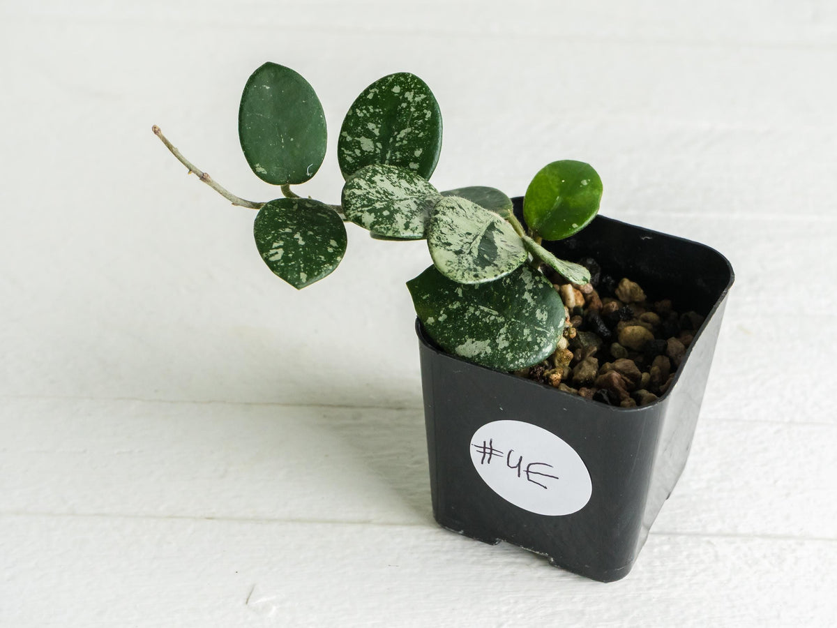 Hoya 'Mathilde' (Splash) | 2-Inch