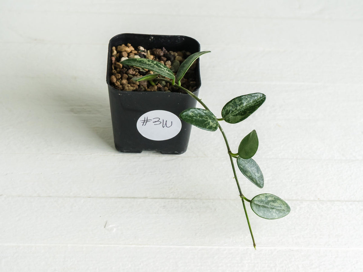 Hoya lima (Splash) | 2-Inch