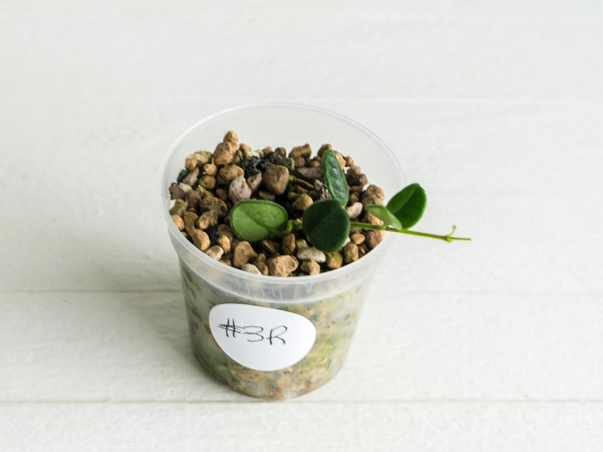 Hoya tengchongensis (aka nummularia) | 2-Inch