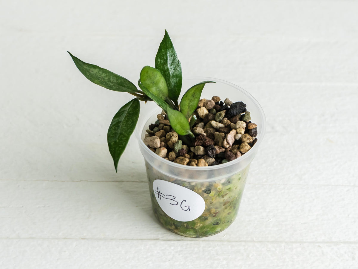 Hoya lacunosa 'White Pearl' | 2-Inch