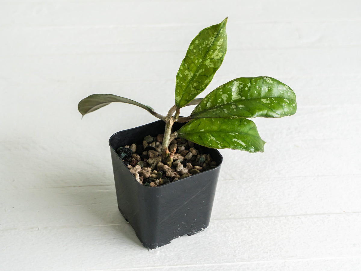 Hoya gunung gading (Splash) | 2-Inch