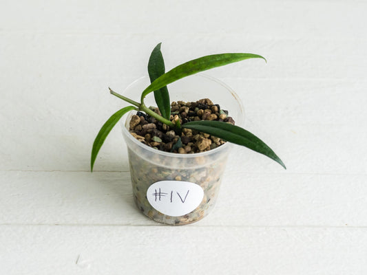 Hoya pauciflora | 2-Inch