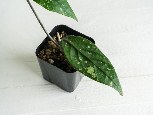 Hoya Gunung Leuser NAPC005 | 2-Inch