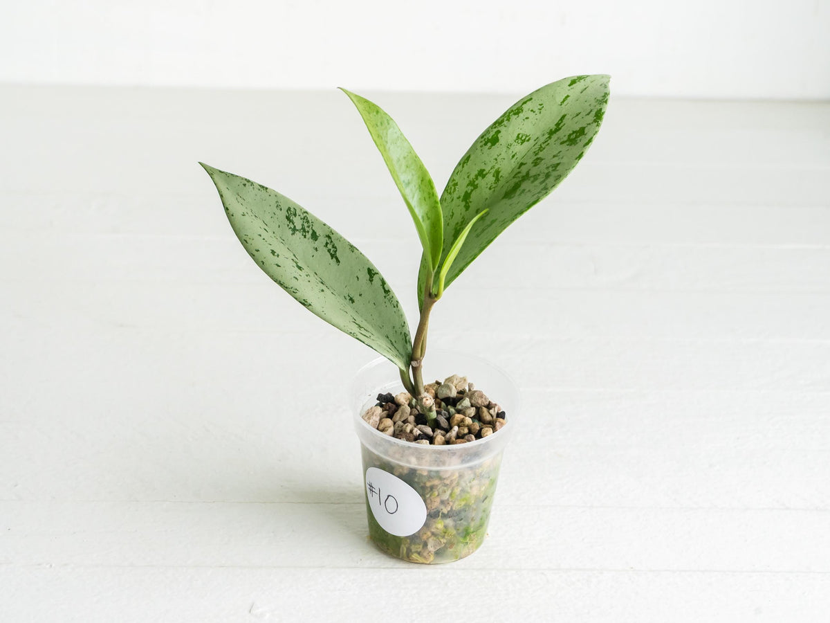 Hoya pubicalyx 'Pink Silver Ghost' | 2-Inch