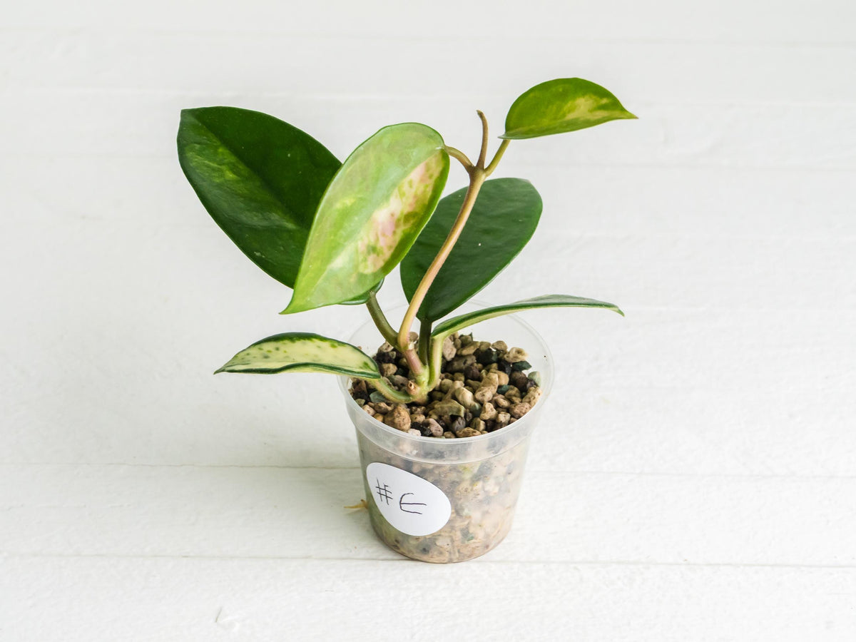 Hoya carnosa 'Madara Green Edge' Low Variegation | 2-Inch