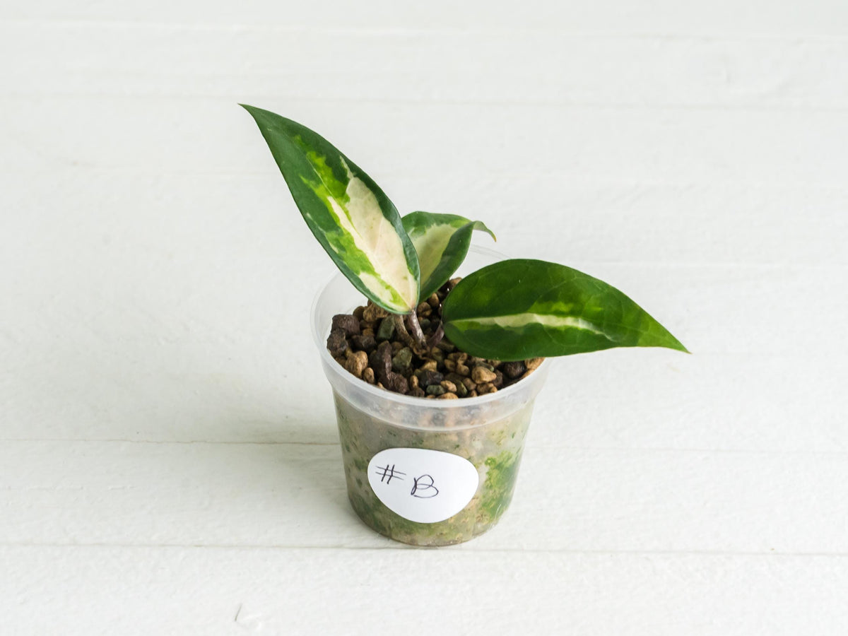 Hoya panglai (Inner Variegated) | 2-Inch