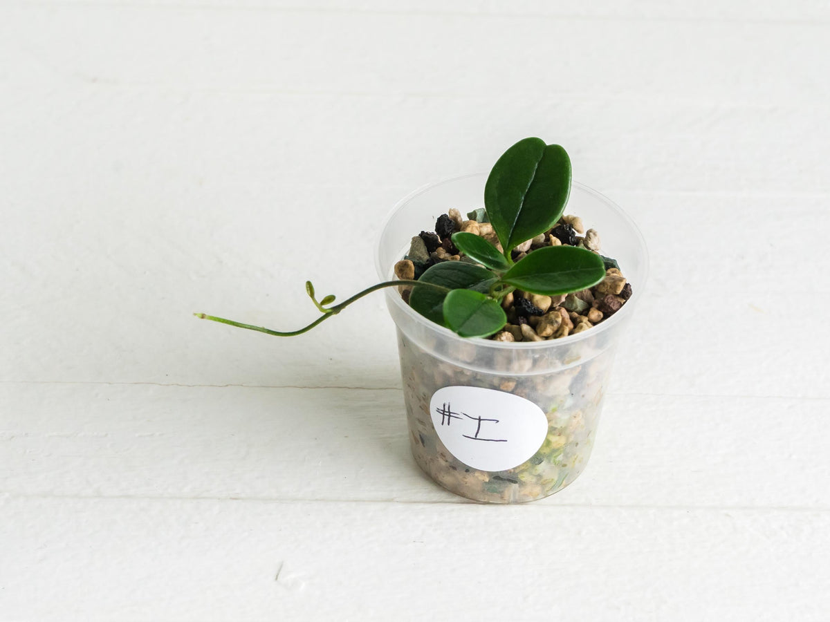 Hoya uniflora | 2-Inch