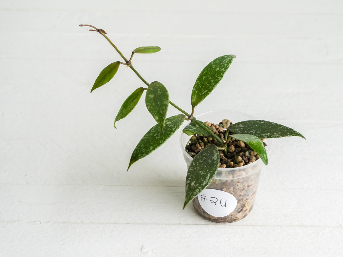 Hoya lacunosa 'Laos Full Splash' | 2-Inch