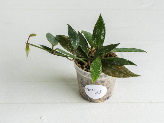 Hoya lacunosa 'Laos Full Splash' | 2-Inch