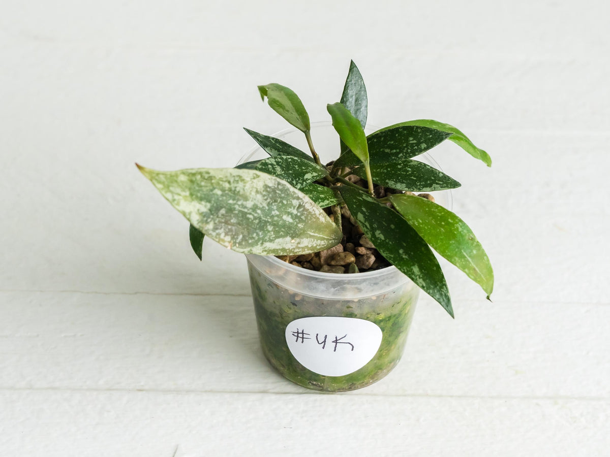 Hoya lacunosa 'Laos Full Splash' | 2-Inch