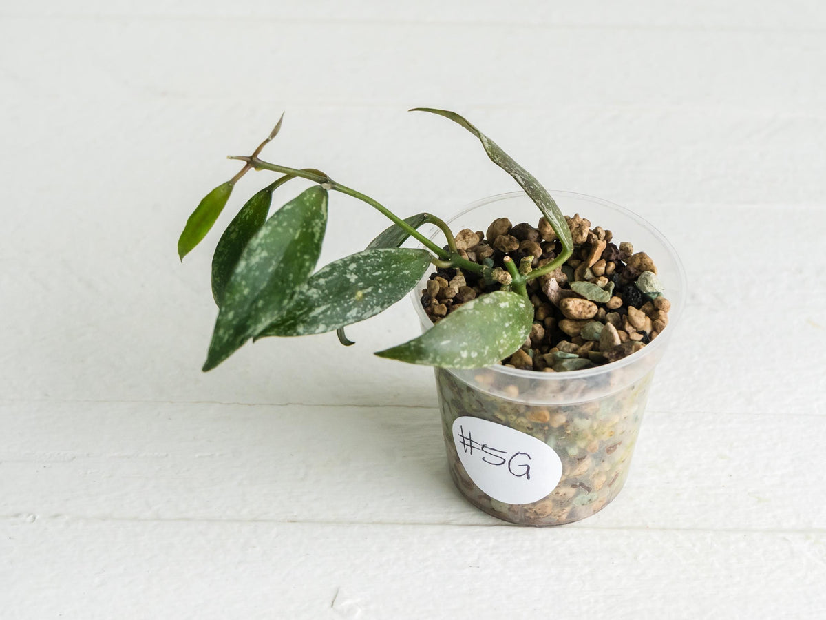 Hoya lacunosa 'Laos Full Splash' | 2-Inch
